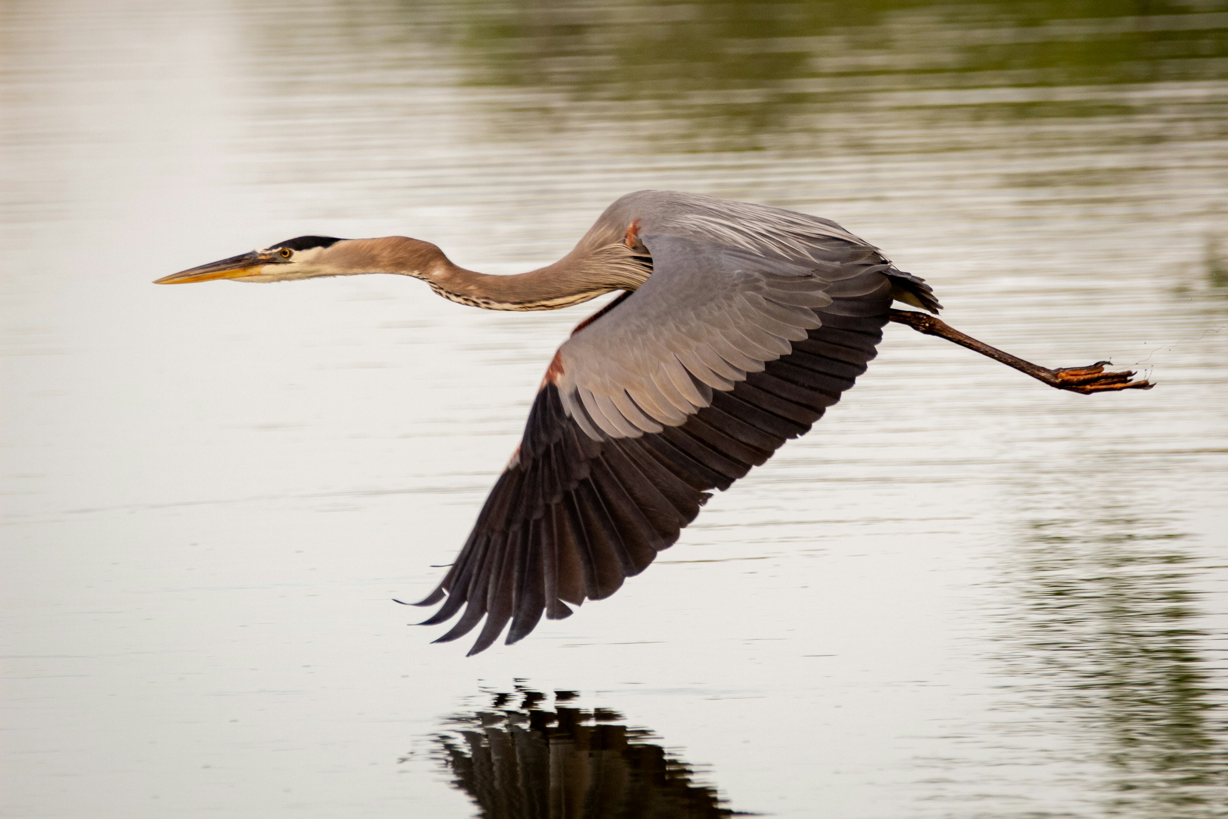 Zonnig Duiven & biodiversiteit III: water en oevers